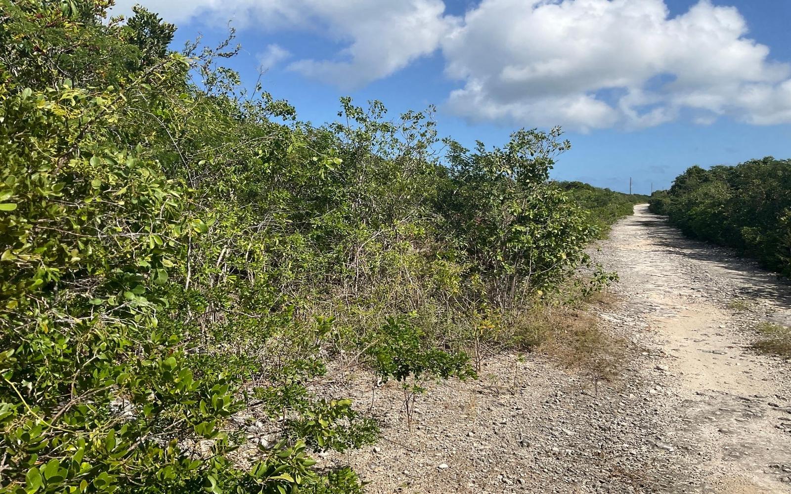 3 ACRES, TURNBULL HILLTOP — photo 5