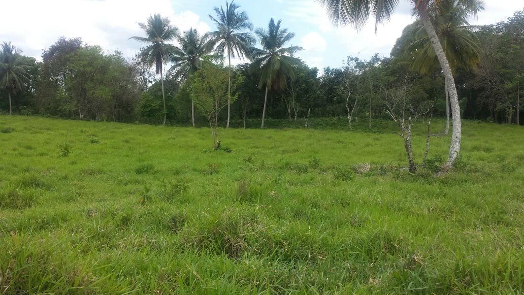 Cattle Farm — photo 2