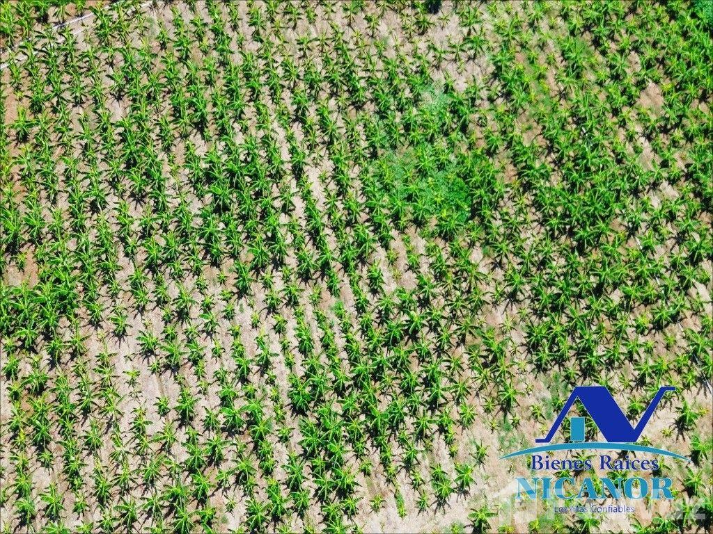 Banana plantation farm for sale in San Felipe De Puerto Plata — photo 5