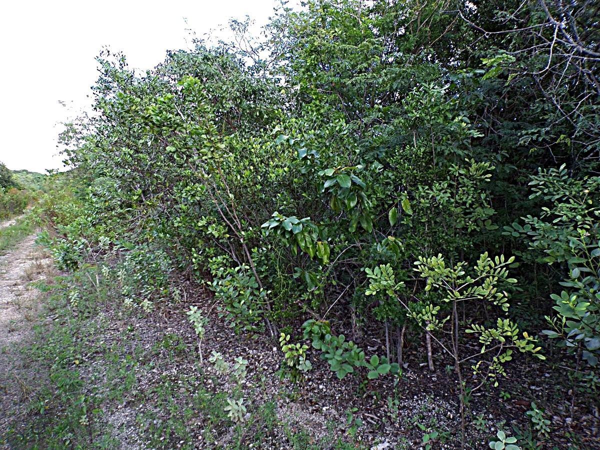 PLOT# 11 O’NEILS — photo 3