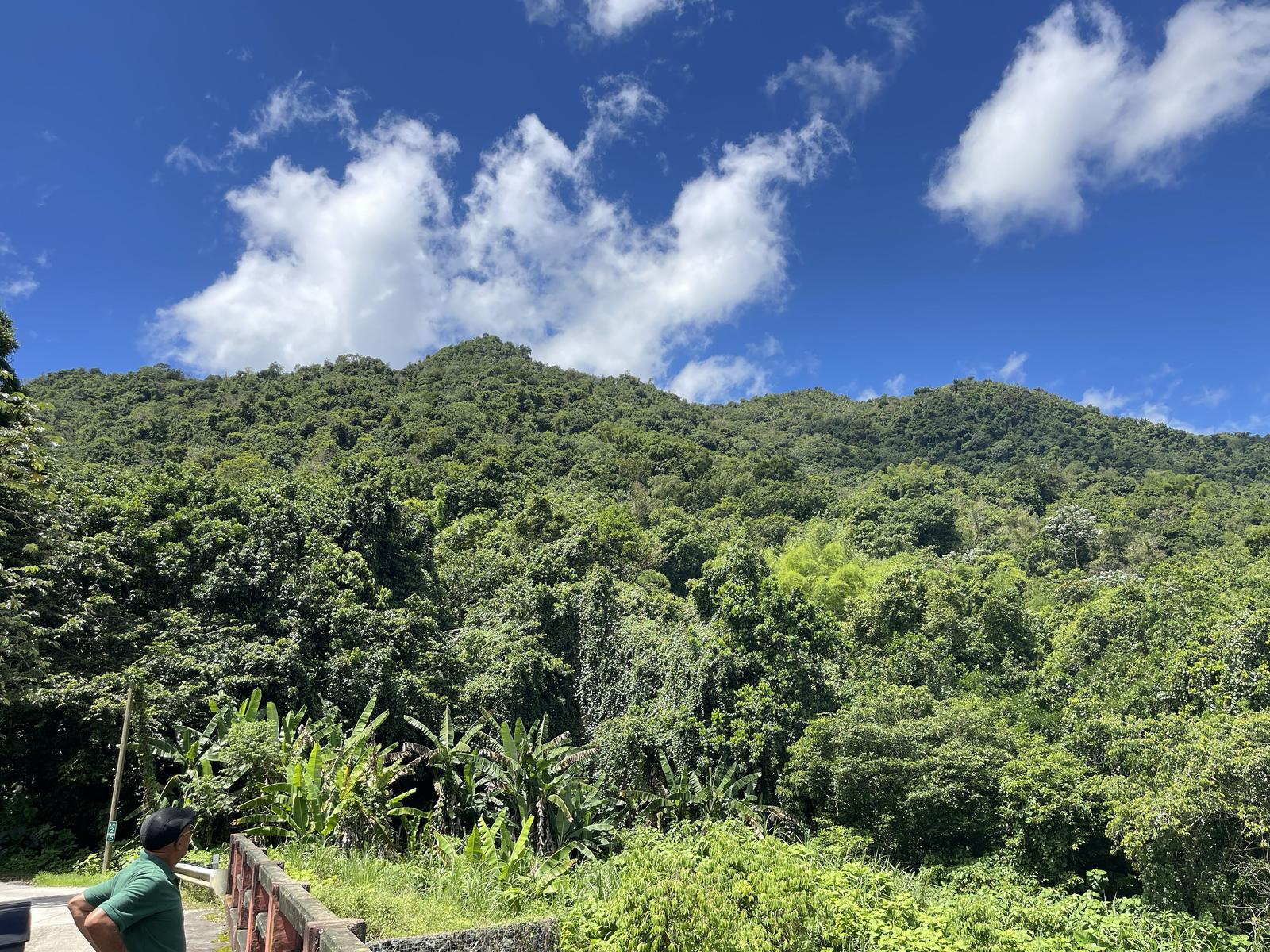230 Acres Farmland with Streams in Adjuntas, Puerto Rico — photo 4