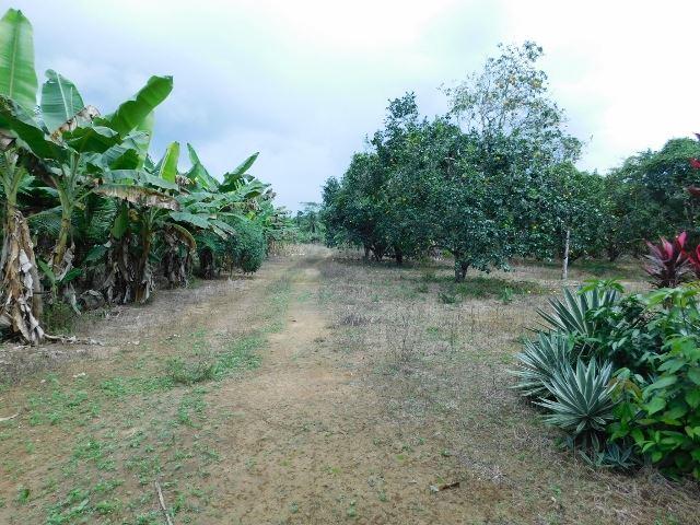#2527 - 100 ACRES OF RIVERSIDE LAND CLOSE TO BELMOPAN, CAYO DISTRICT. — photo 3