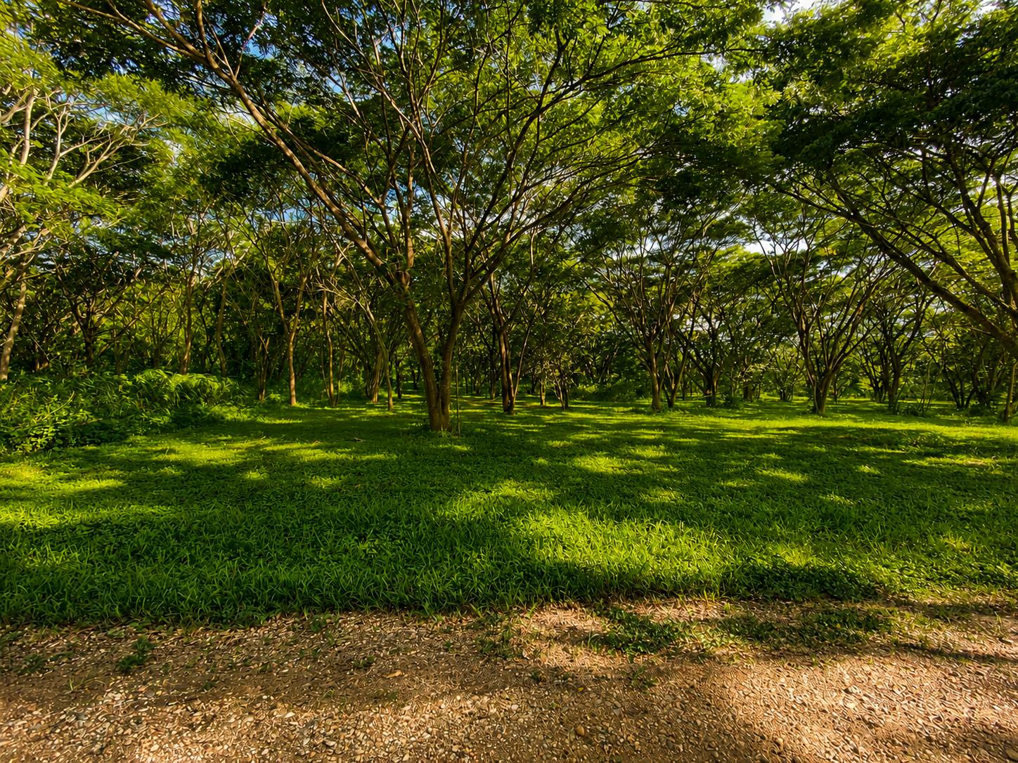 Prime Investment Lot for Sale in Santa Elena Cayo District, Belize – Build, Invest & Grow — photo 3